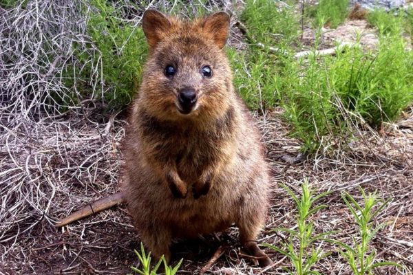 Foto: Rottnest Express