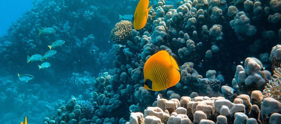 Fishes Near The Coral Reefs