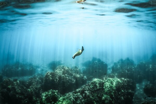 Coral reef diving