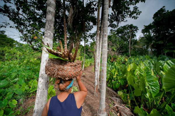 Palau covid story